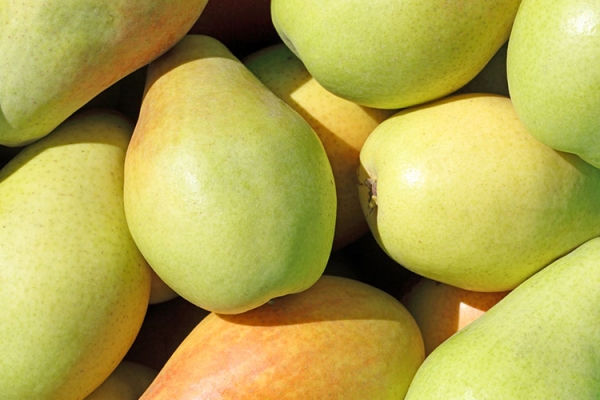 PEAR PUREE